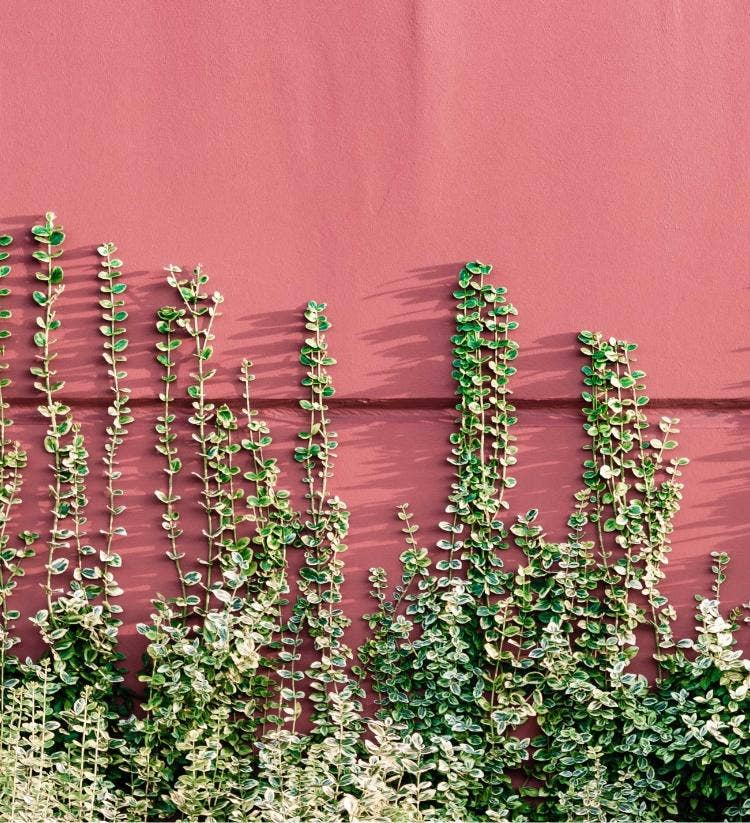 Maison Matine Eau de Parfum 50ml - Hasard Bazar