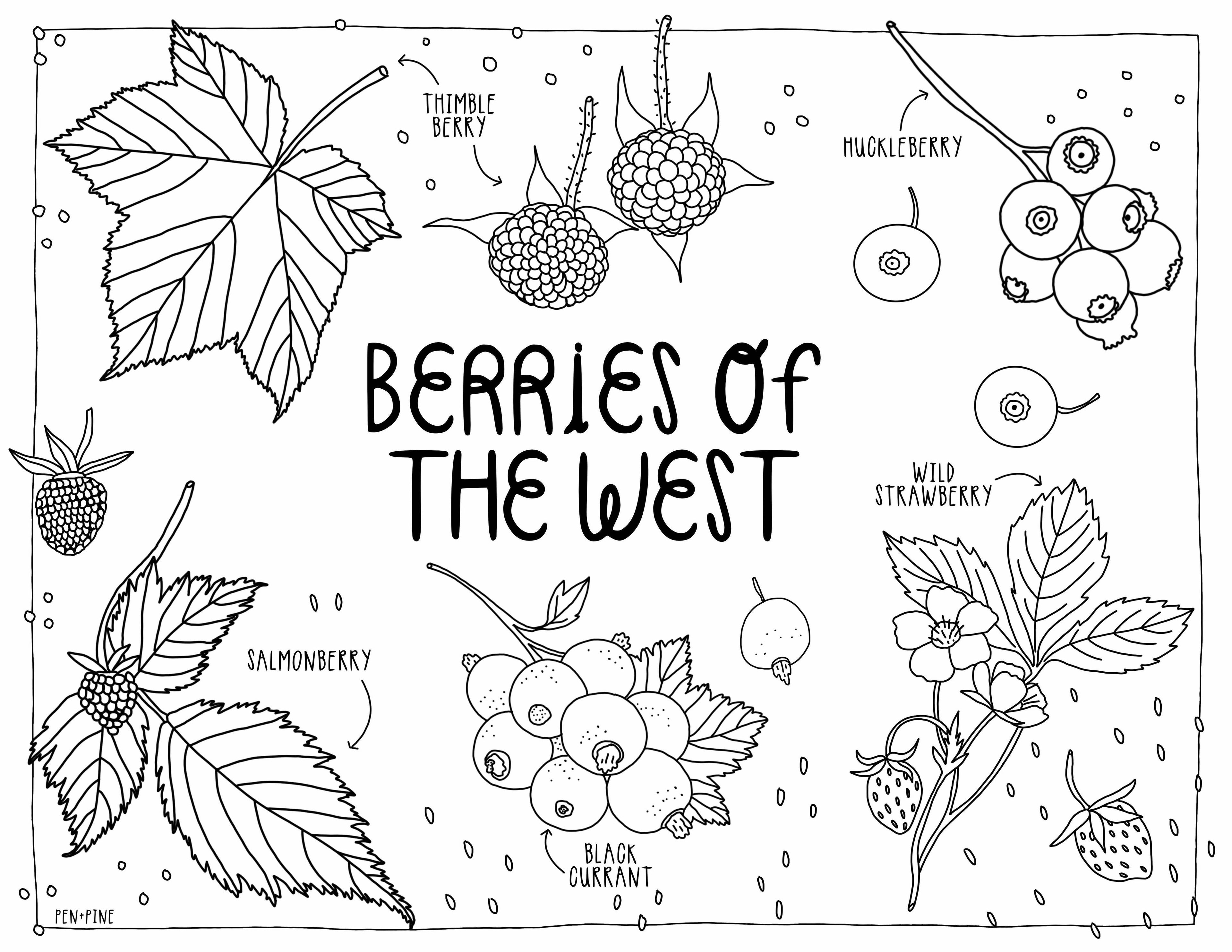 Pen+Pine - West Coast Wonderful Coloring Book