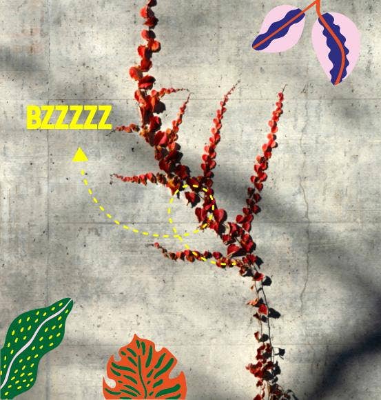 Maison Matine Eau de Parfum 50ml - Nature Insolente